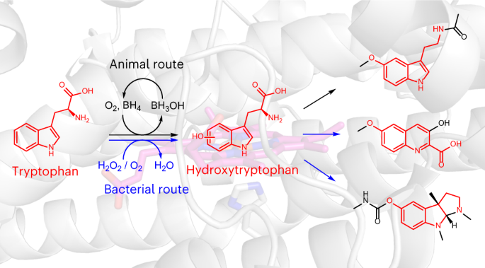Hydroxytryptophan biosynthesis by a family of heme-dependent enzymes in bacteria