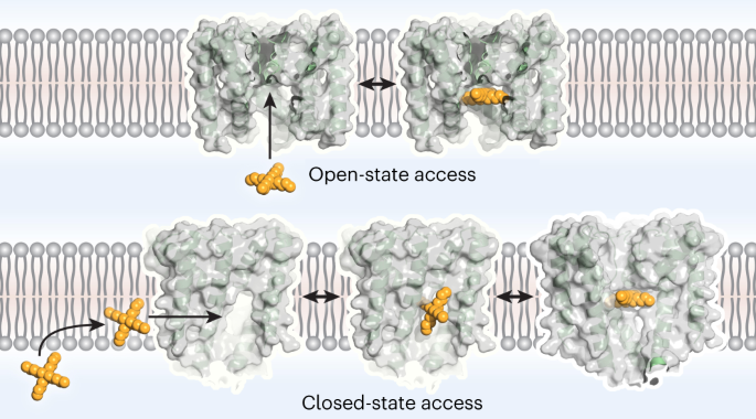 Calcium-gated potassium channel blockade via membrane-facing fenestrations
