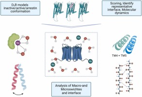 The World of GPCR dimers - mapping Dopamine Receptor D2 Homodimers in Different Activation States and Configuration Arrangements