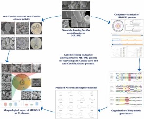Mining the nanotube-forming Bacillus amyloliquefaciens MR14M3 Genome for Determining anti-Candida auris and anti-Candida albicans Potential by Pathogenicity and Comparative Genomics Analysis