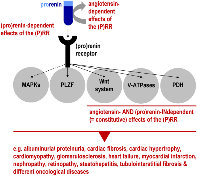 The (pro)renin receptor as a pharmacological target in cardiorenal diseaes