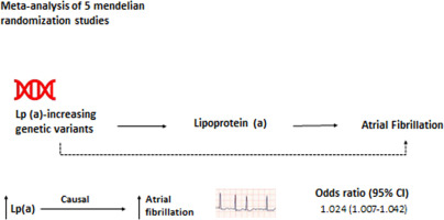 Association Between Lipoprotein (a) and Risk of Atrial Fibrillation: A Systematic Review and Meta-analysis of Mendelian Randomization Studies