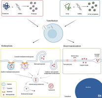 Cellular uptake and trafficking of peptide-based drug delivery systems for miRNA