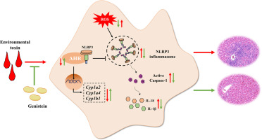 Genistein upregulates AHR to protect against environmental toxin-induced NASH by inhibiting NLRP3 inflammasome activation and reconstructing antioxidant defense mechanisms