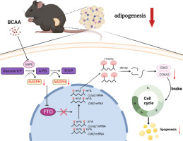 Branched-chain amino acids prevent obesity by inhibiting the cell cycle in an NADPH-FTO-m6A coordinated manner