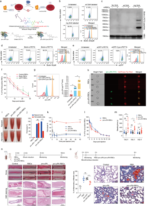 Development of a highly-efficient erythrocyte-drug covalent conjugation platform and its use in treating thrombotic disorders