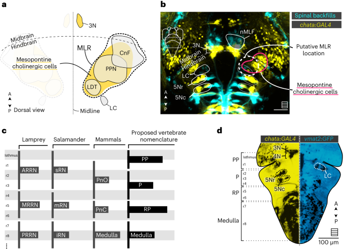 The mesencephalic locomotor region recruits V2a reticulospinal neurons to drive forward locomotion in larval zebrafish