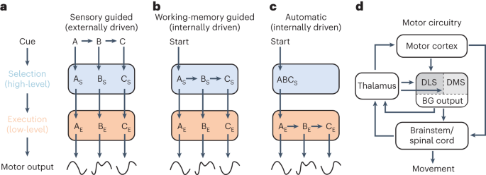 Dissociating the contributions of sensorimotor striatum to automatic and visually guided motor sequences