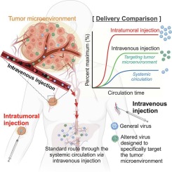 Potential targeting of the tumor microenvironment to improve cancer virotherapy