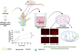 Transdermal delivery of mitochondrial-targeted hydrogen sulphide donor, AP39 protects against 6-hydroxydopamine-induced mitochondrial dysfunction