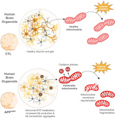 Mitochondrial vulnerability to oxidation in human brain organoids modelling Alzheimer's disease