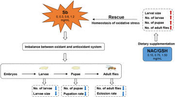 A Drosophila model of gestational antimony exposure uncovers growth and developmental disorders caused by disrupting oxidative stress homeostasis