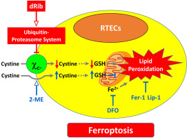 2-Deoxy-d-ribose induces ferroptosis in renal tubular epithelial cells via ubiquitin-proteasome system-mediated xCT protein degradation