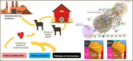 In-depth characterization of the sarcoplasmic muscle proteome changes in lambs fed with hazelnut skin by-products: Relationships with meat color