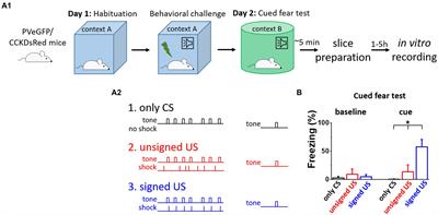 Fear learning and aversive stimuli differentially change excitatory synaptic transmission in perisomatic inhibitory cells of the basal amygdala