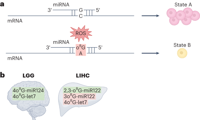 8G modifications rewire tumoral microRNAs