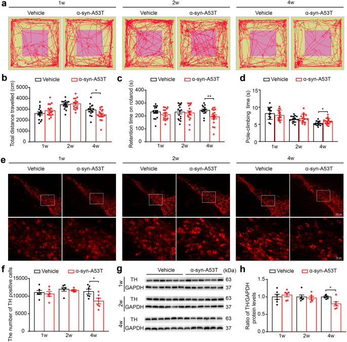 Cell senescence induced by toxic interaction between α-synuclein and iron precedes nigral dopaminergic neuron loss in a mouse model of Parkinson’s disease