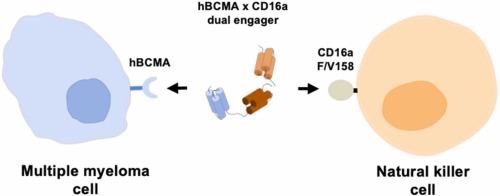 Affibody-based hBCMA x CD16 dual engagers for NK cell-mediated killing of multiple myeloma cells