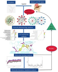 Mechanisms of polydatin against spinal cord ischemia–reperfusion injury based on network pharmacology, molecular docking and molecular dynamics simulation
