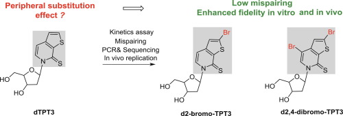 Peripheral substitution effects on unnatural base pairs: A case of brominated TPT3 to enhance replication fidelity