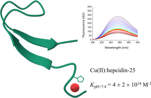 The Cu(II) affinity constant and reactivity of Hepcidin-25, the main iron regulator in human blood