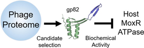 The cytotoxic mycobacteriophage protein Phaedrus gp82 interacts with and modulates the activity of the host ATPase, MoxR