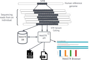 WebSTR: a population-wide database of short tandem repeat variation in humans