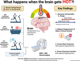 Elevated brain temperature under severe heat exposure impairs cortical motor activity and executive function