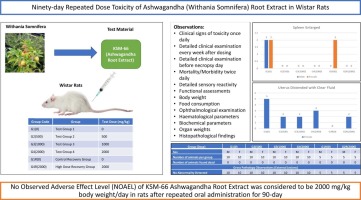 Ninety-day repeated dose toxicity of Ashwagandha (Withania somnifera) root extract in Wistar rats