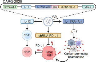 Cancer immunotherapy with enveloped self-amplifying mRNA CARG-2020 that modulates IL-12, IL-17 and PD-L1 pathways to prevent tumor recurrence