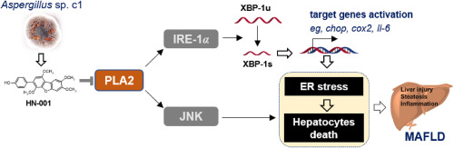 Identification of a natural PLA2 inhibitor from the marine fungus Aspergillus sp. c1 for MAFLD treatment that suppressed lipotoxicity by inhibiting the IRE-1α/XBP-1s axis and JNK signaling