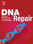 How RNA impacts DNA repair