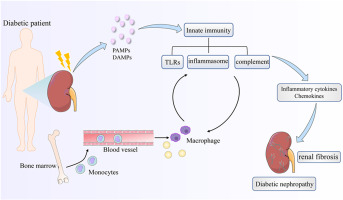 The role of innate immunity in diabetic nephropathy and their therapeutic consequences