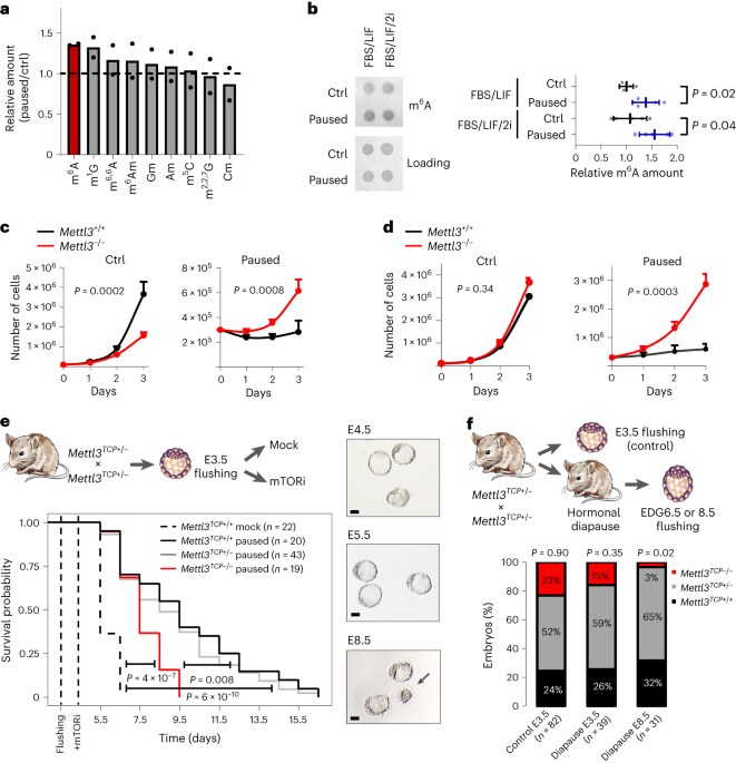 m6A RNA methylation orchestrates transcriptional dormancy during paused pluripotency