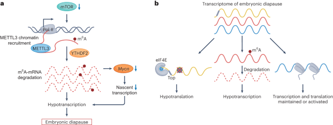 Pausing pluripotency via RNA methylation