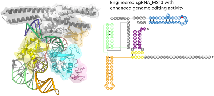Molecular basis and engineering of miniature Cas12f with C-rich PAM specificity