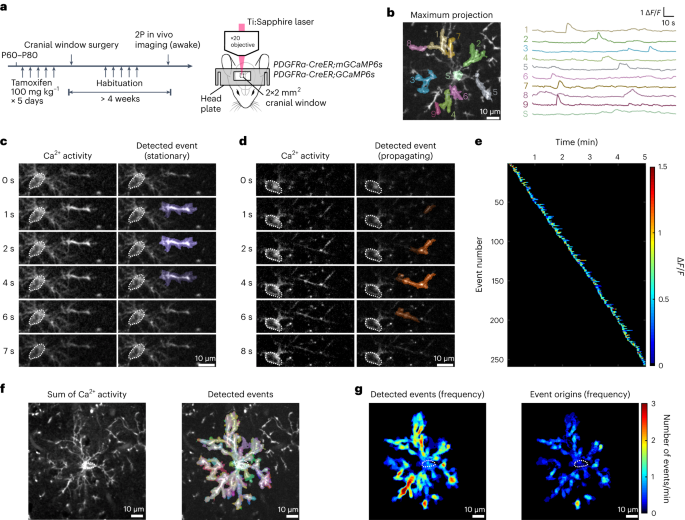 Norepinephrine modulates calcium dynamics in cortical oligodendrocyte precursor cells promoting proliferation during arousal in mice