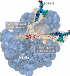 W254 in furin functions as a molecular gate: Elucidation of putative drug tunneling and docking by non-equilibrium molecular dynamics