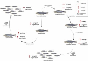 angptl4 gene expression as a marker of adaptive homeostatic response to social isolation across the lifespan in zebrafish