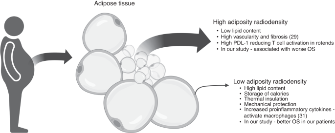 The association of body composition and outcomes following autologous hematopoietic stem cell transplantation in patients with non-Hodgkin lymphoma