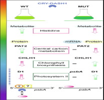 The UV-A receptor CRY-DASH1 up- and downregulates proteins involved in different plastidial pathways