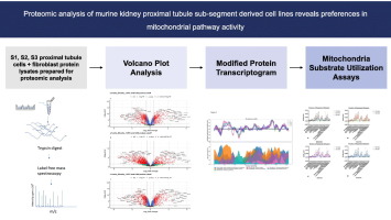 Proteomic analysis of murine kidney proximal tubule sub-segment derived cell lines reveals preferences in mitochondrial pathway activity