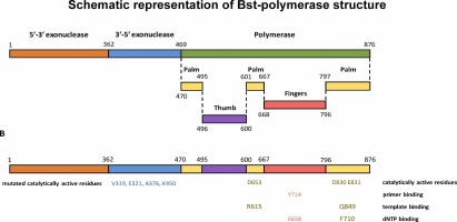 Bst polymerase — a humble relative of Taq polymerase