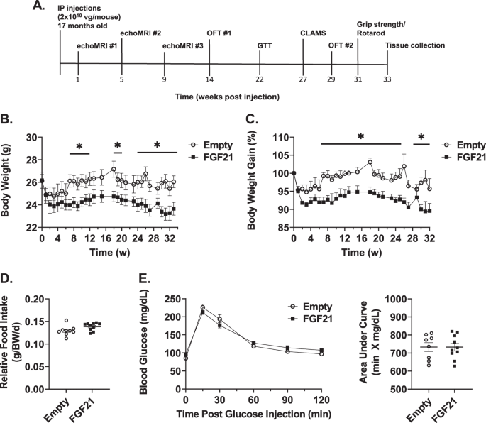 Long-term effects of a fat-directed FGF21 gene therapy in aged female mice