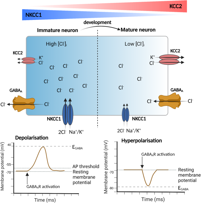 Neuronal K+-Cl- cotransporter KCC2 as a promising drug target for epilepsy treatment
