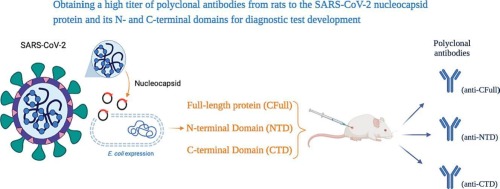 Obtaining a high titer of polyclonal antibodies from rats to the SARS-CoV-2 nucleocapsid protein and its N- and C-terminal domains for diagnostic test development