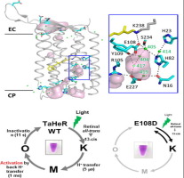 Internal proton transfer in the activation of heliorhodopsin