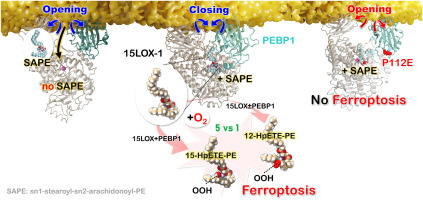 Membrane regulation of 15LOX-1/PEBP1 complex prompts the generation of ferroptotic signals, oxygenated PEs