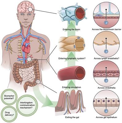 Bacterial extracellular vesicles – brain invaders? A systematic review