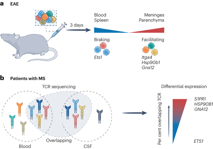 Navigating T cell brain entry in MS